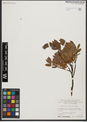 Foto von Salix waldsteiniana Willd.